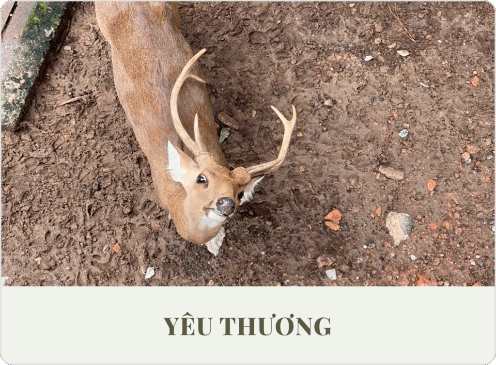 Yêu thương